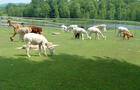 DOMAINE DES NOBLES ALPAGAS&nbsp;&nbsp;&nbsp;&copy; Domaine des Nobles Alpagas