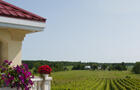 Vignoble et terrasse&nbsp;&nbsp;&nbsp;&copy; Sophie Cortellino