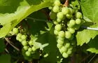 Raisins&nbsp;&nbsp;&nbsp;&copy; Vignoble la Grande Allée