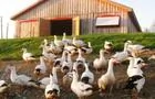 Canards à l'extérieur