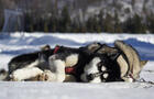 Chiens au repos