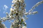 Fleurs d'arbre fruitiers nordiques