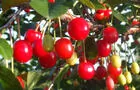 Cerises