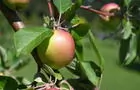 Pomme