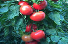 Tomates