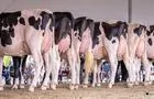 Jugement bovins laitier&nbsp;&nbsp;&nbsp;&copy; L.Neuville