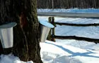 Cabane à sucre