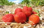 Fraises