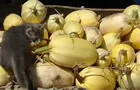 Courges