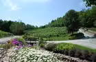 Champs&nbsp;&nbsp;&nbsp;&copy; Le Vignoble du Ruisseau