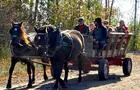 Tour de voiture à cheval&nbsp;&nbsp;&nbsp;&copy; Ferme du Domaine Quinchien