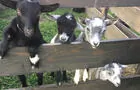 Petites chèvres&nbsp;&nbsp;&nbsp;&copy; Ferme du Domaine Quinchien