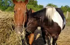 Chevaux&nbsp;&nbsp;&nbsp;&copy; Ferme du Domaine Quinchien