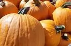 Citrouilles&nbsp;&nbsp;&nbsp;&copy; Fraisière Lauzon et Fils SENC
