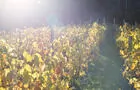 Vignes&nbsp;&nbsp;&nbsp;&copy; N.Quinn