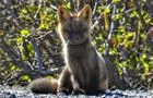Le petit renard curieux © S.Paquin