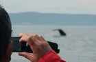 Baleine photographiée à partir du Frank Slim © B.Desrochers
