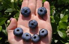 Bleuets