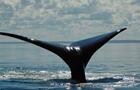 Observation des baleines