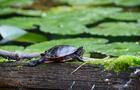 Tortue sur le lac&nbsp;&nbsp;&nbsp;&copy; Camping Domaine des Cèdres