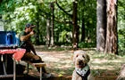 Chien en camping © Dominique Viau