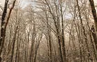 Sentier en forêt&nbsp;&nbsp;&nbsp;&copy; Pavillon des Mésanges