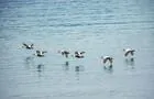 Mâles eiders à duvet © Duvetnor