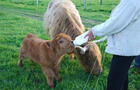 Ferme Au pied levé_4 © Ferme Au pied levé