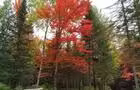 À l'automne