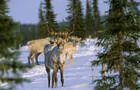 Caribou