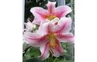 Un des nombreux lys du jardin&nbsp;&nbsp;&nbsp;&copy; R.Courchesne