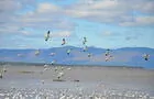 Migration des oies blanches