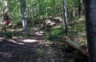 Sentier&nbsp;&nbsp;&nbsp;&copy; Parc des chutes de Denholm
