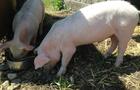 Cochons