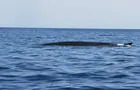 Rorqual commun
