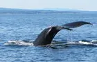 Queue baleine à bosse