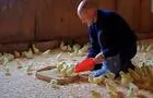 Poussins&nbsp;&nbsp;&nbsp;&copy; Les Viandes Bio de Charlevoix