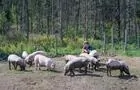 Cochons&nbsp;&nbsp;&nbsp;&copy; Les Viandes Bio de Charlevoix