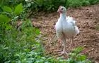 Poulet&nbsp;&nbsp;&nbsp;&copy; Les Viandes Bio de Charlevoix