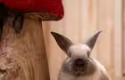 Lapin&nbsp;&nbsp;&nbsp;&copy; Karim Bouzidi