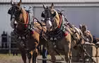 Tire de chevaux © CYNTHIA FILLION