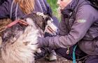 Kinadapt_Rawdon_cani-kart_4 © Kinadapt