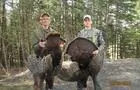 Chasse du dindon sauvage&nbsp;&nbsp;&nbsp;&copy; SBGF inc. (Zec Jaro)