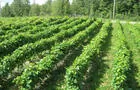 École du 3e rang, vignoble et cidrerie&nbsp;&nbsp;&nbsp;&copy; École du 3e rang, vignoble et cidrerie