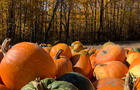 Citrouilles&nbsp;&nbsp;&nbsp;&copy; Verger Le Gros Pierre