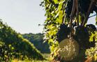 Les belles grappes profitent des rayons du soleil&nbsp;&nbsp;&nbsp;&copy; La Cantina