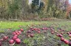 Pommes à chevreuils&nbsp;&nbsp;&nbsp;&copy; La Cache Outfitters