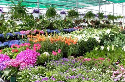 Pépinière Lapointe