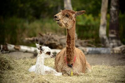 Alpagas du Domaine Poissant