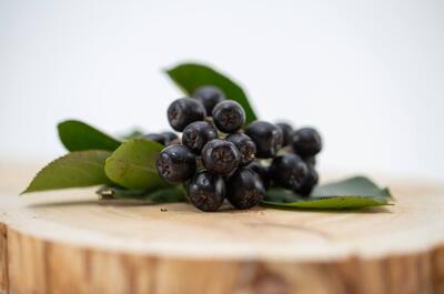 Jardin émergent de Marieville